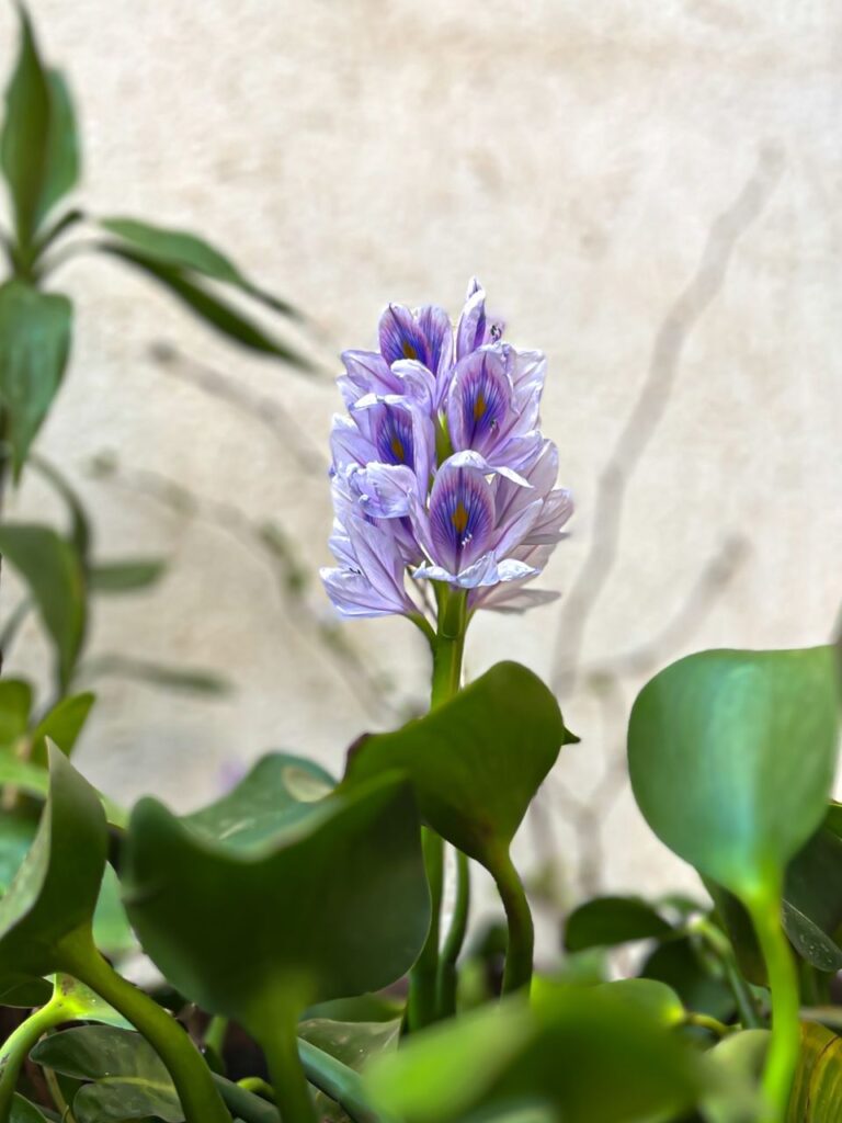 whatsapp image 2026 04 01 at 08.25.56 (1)