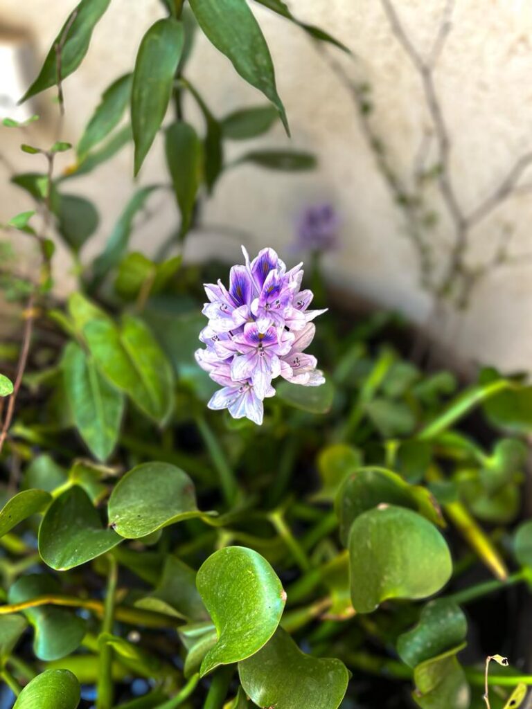 whatsapp image 2026 04 01 at 08.25.56 (2)